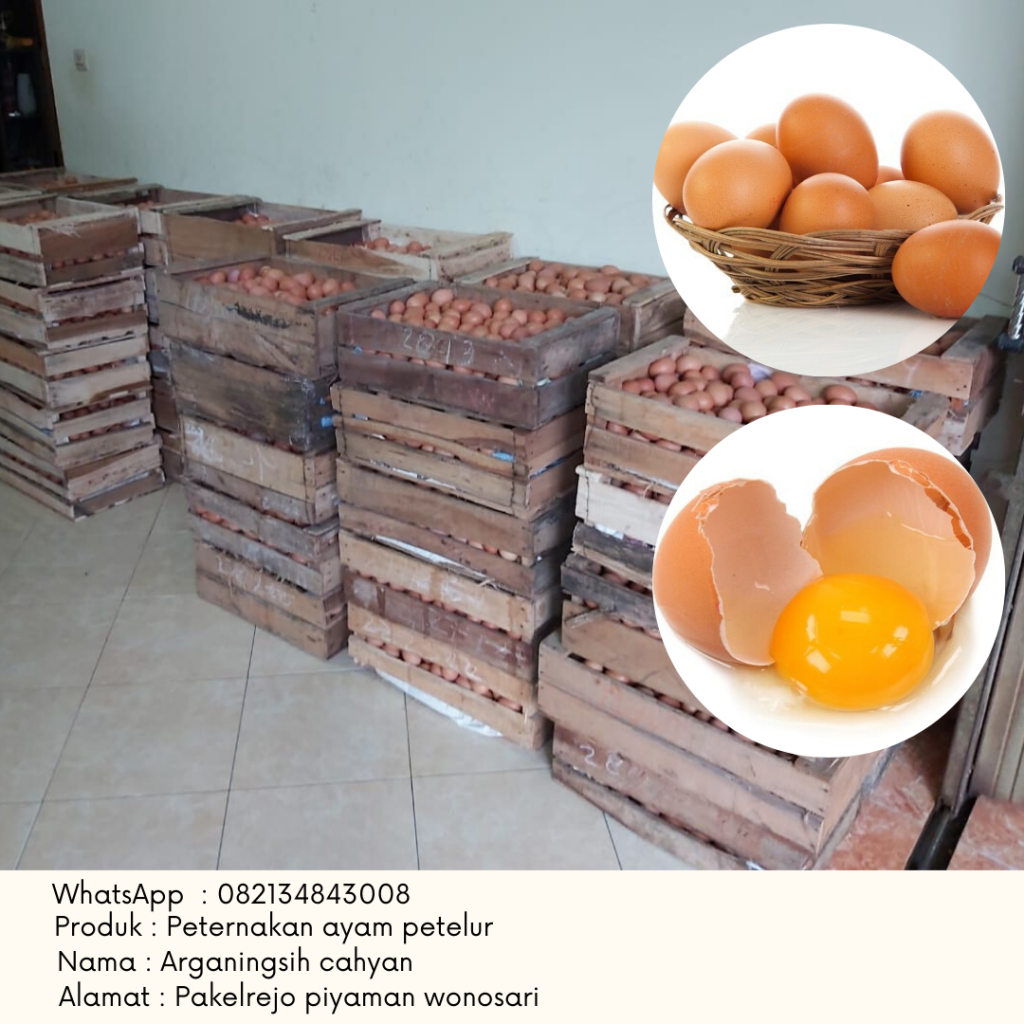 Ayam Petelur